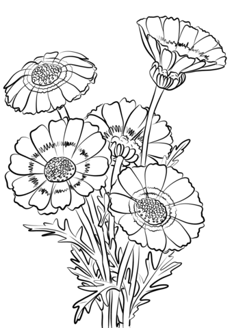 Chrysanthemum Carinatum Coloring Page